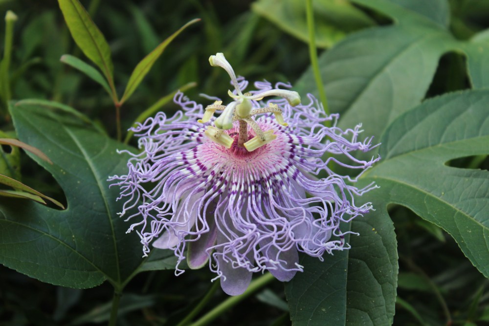 Passionflower