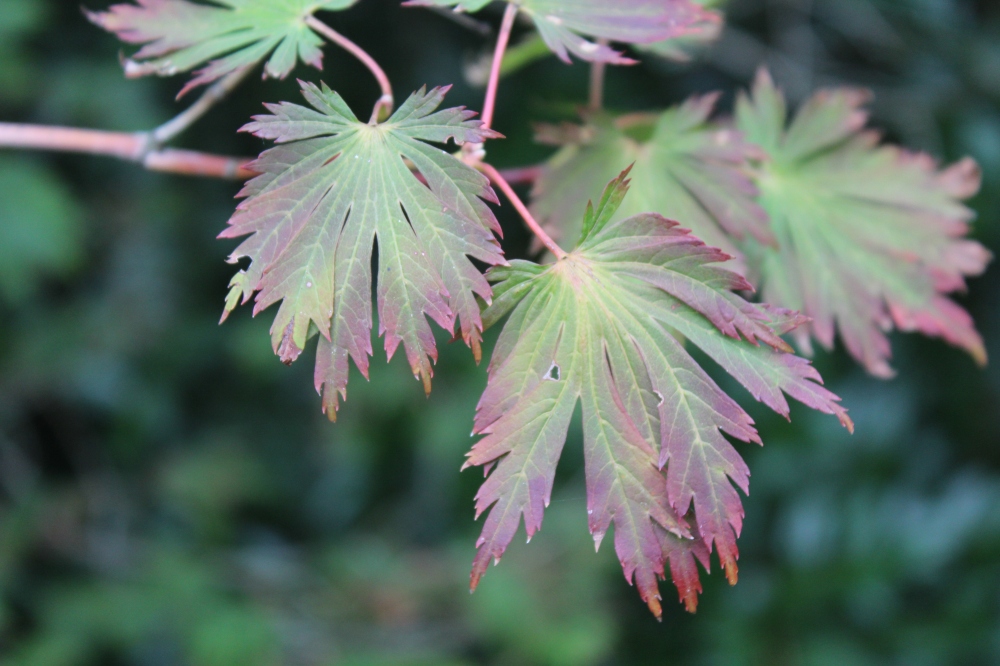 Foliage of the Fernleaf Japanese maple is more sparse than usual, but the tree is healthy and leaves are beginning to turn to autumn colors.
