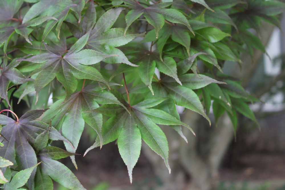 Leaves of the Bloodgood Japanese maple have faded in summer's heat, but the tree has recovered from the early spring freeze.