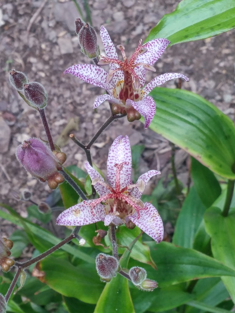 Toad lilies continue to flower into mid October, with many unopened buds still to flower if warm temperatures continue. 