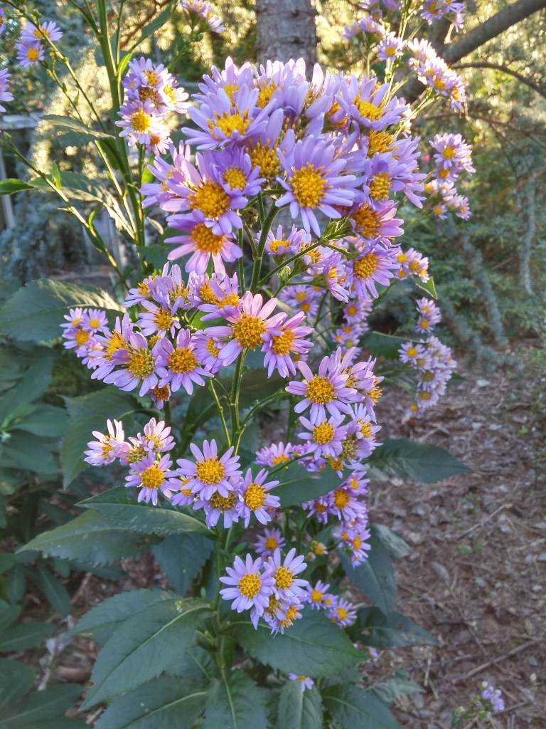 The tall, coarse Jindai aster is a transplant from the far side of the koi pond where the initial planting was overwhelmed by wide spreading hydrangeas.