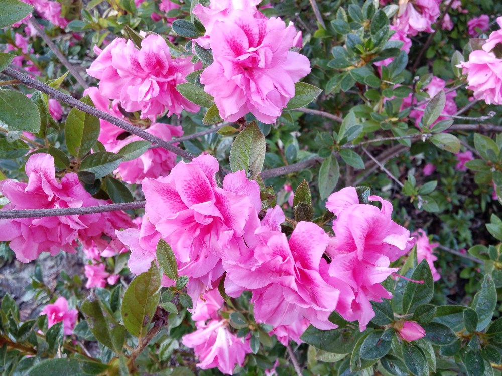 A year ago flowering of Encore azaleas was halted by an early freeze, but several continue at peak bloom. 