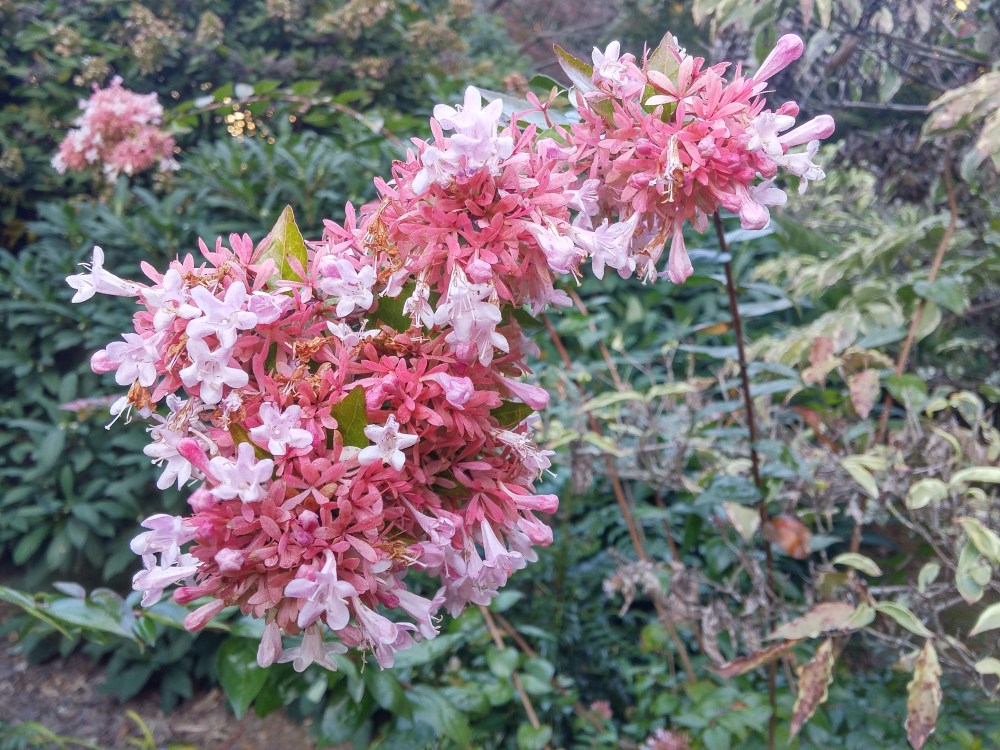 Flowers of Canyon Creek abelia show signs of fading after flowering for months.