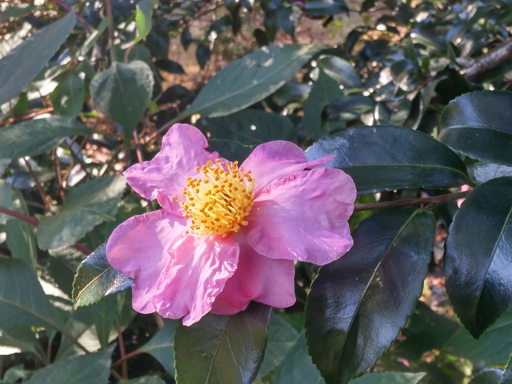 Winter's Star camellia