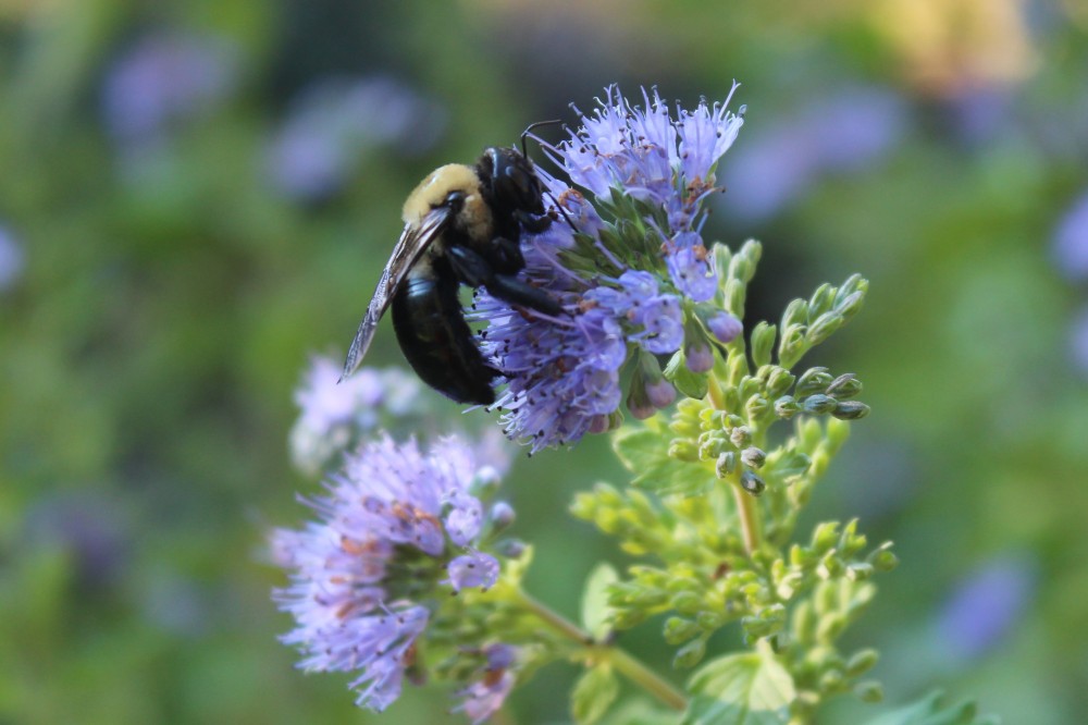 Bumblebee on Blue Mist shrub
