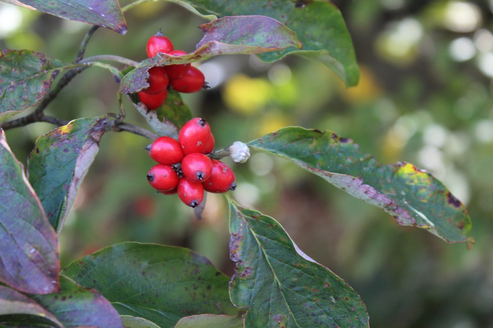 Dogwood berries