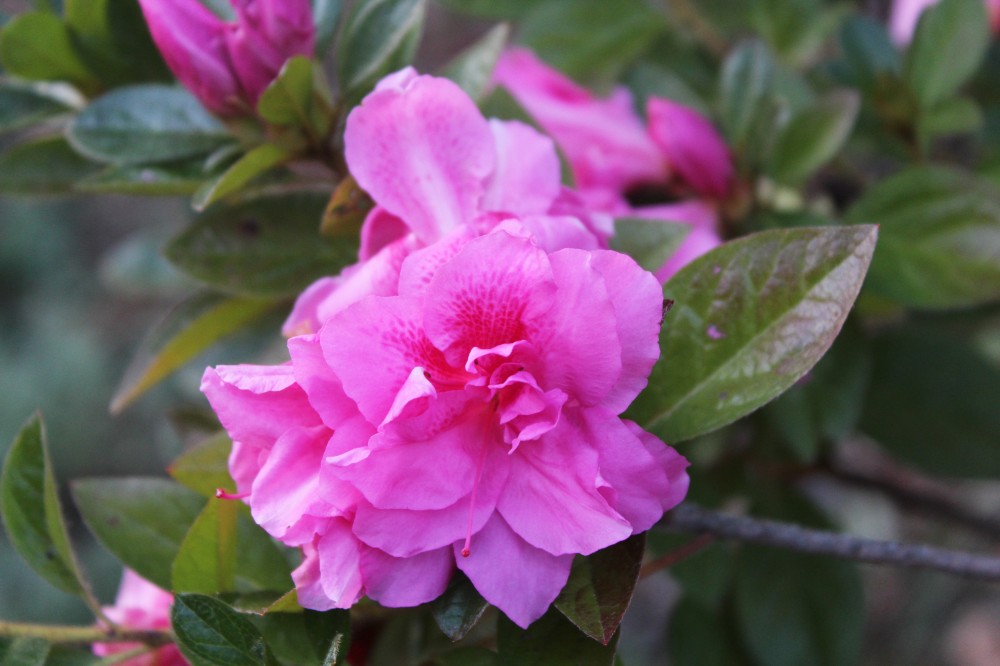 Encore Carnation has been the star bloomer of azaleas this November. While the bubblegum pink color is hardly a favorite, heavy flowering since mid September is appreciated. 