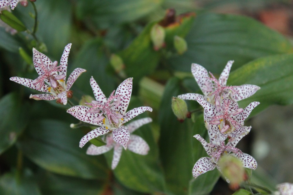Toad lily