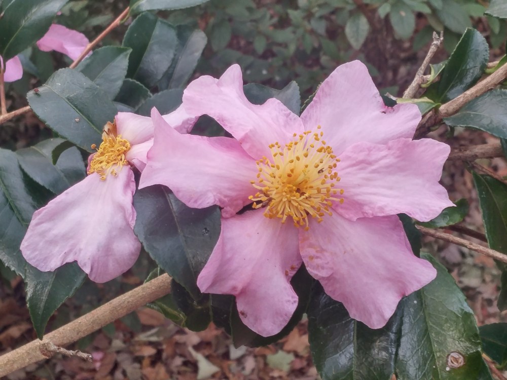 Winter's Star camellia