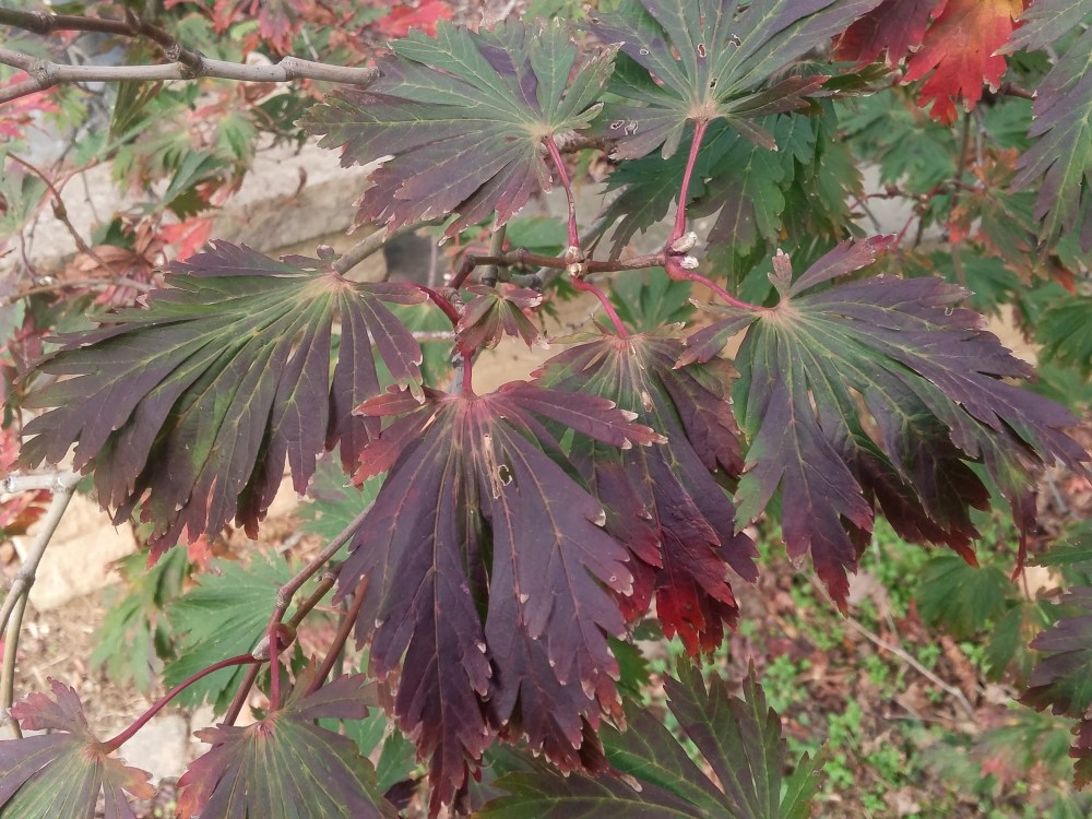 Fernleaf Japanese maple