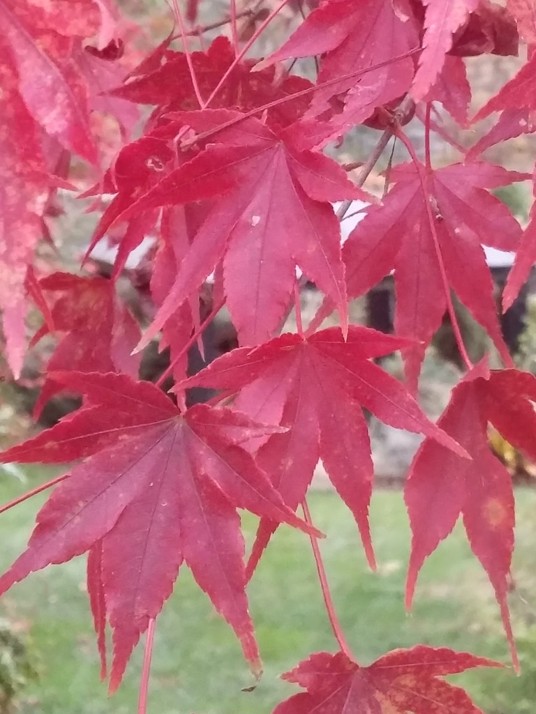 Oridono Nishiki Japanese maple in November. Spring through summer the leaves are green with occasional splashes of cream or pink. Many years, leaves drop without significant color change, but this year the leaves have turned while other maples have not.
