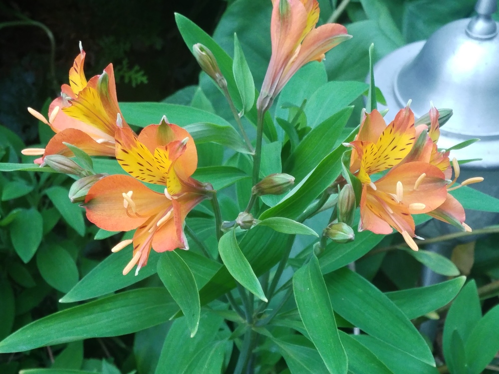 'Tangerine Tango' Peruvian lily (Alstroemeria) will melt in the first freeze, but with warm temperatures in early November it will continue blooming.
