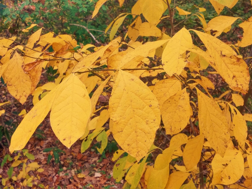 Spicebush (Lindera benzoin) at the forest's edge in early November.