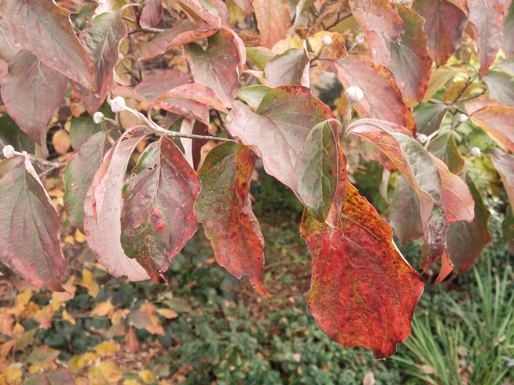 Birds have stripped berries from the dogwoods, but leaves are late in coloring. As usual, already developed buds tell that there will be plenty of flowers next spring.