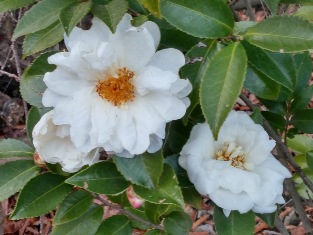 Camellia