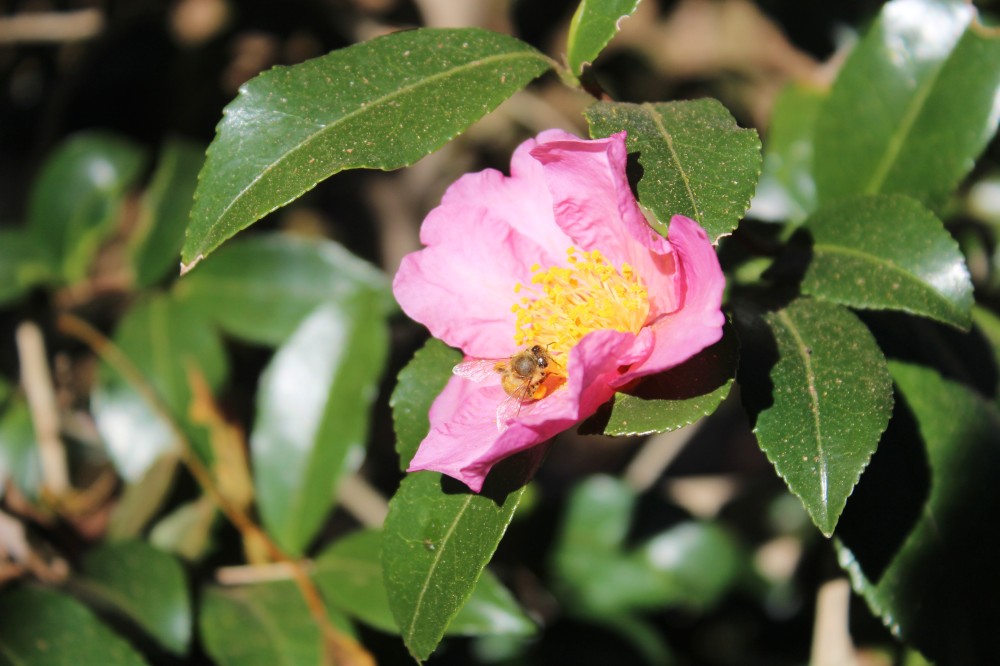 A bee finds this flower of 'Winter's Star' camellia on this sunny afternoon following the freeze. 