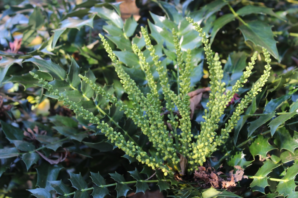 'Charity' and 'Winter Sun' mahonias will begin flowering by late November, with blooms persisting for many weeks. 'Arthur Menzies' has not set flower buds.