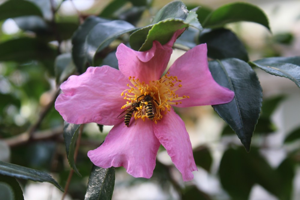 On a warm November, bees find flowers of this Winter's Star camellia as a cold front moves in. 