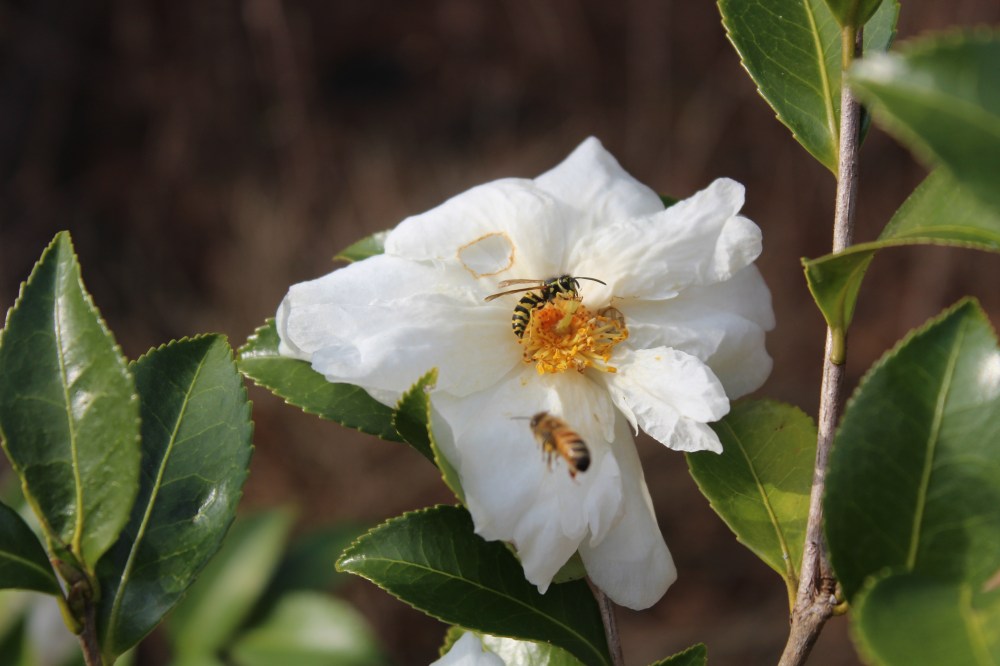 Snow Flurry camelliia