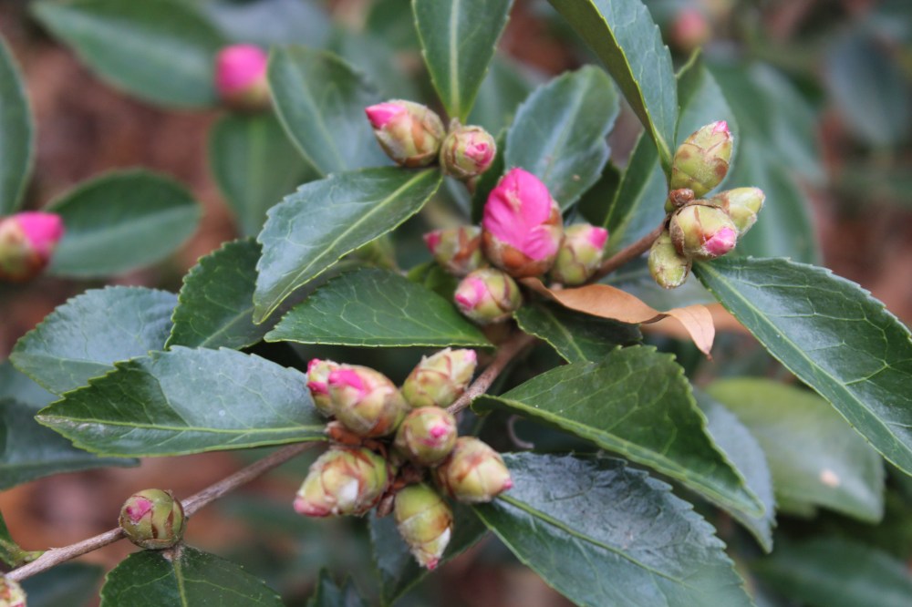 Camellia flowering will be slowed by cold temperatures, but a bud or two will open with a few days without a freeze.
