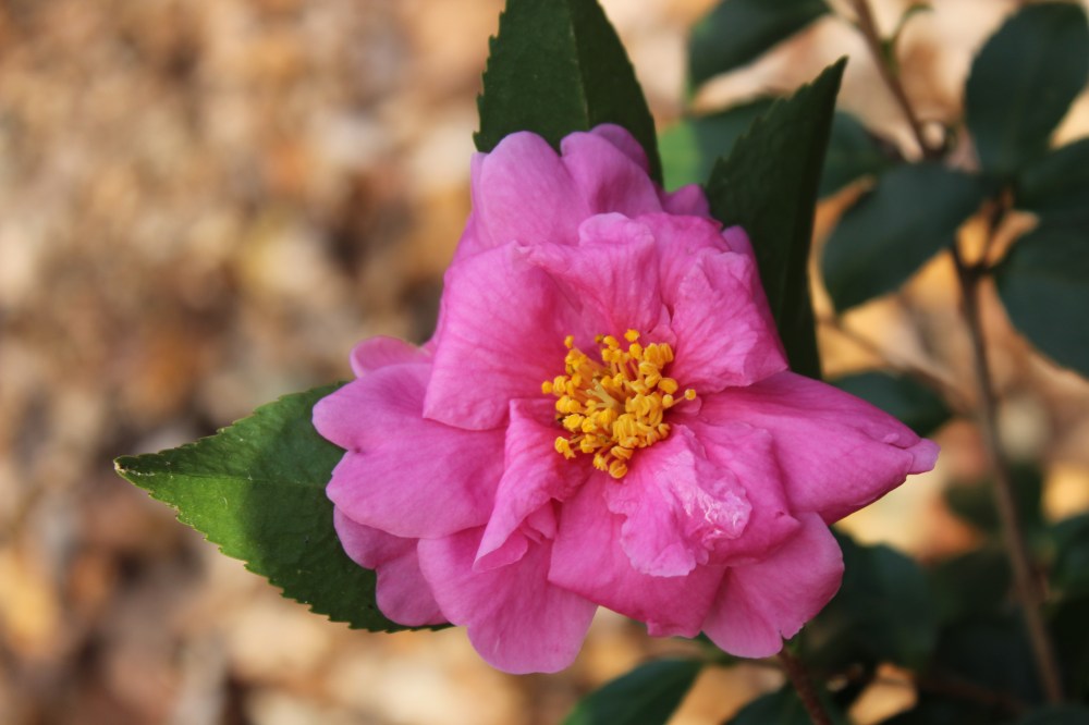 Camellia