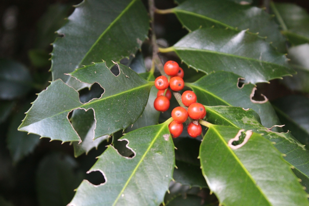 This Koehneana holly borders the driveway, so it receives enough sunlight to berry dependably. There are fewer berries this year due to the April freeze. Leaf damage seen in this photo will not result in long term damage. 