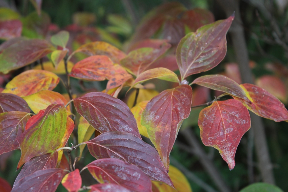 Leaves of Celestial Shadow dogwood persist long into the autumn, coloring late with burgundy outer leaves and mottled colors of burgundy and yellow on inner foliage. 