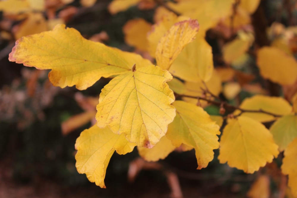 Leaves of the Vernal witch hazel color to a buttery yellow late in the season.