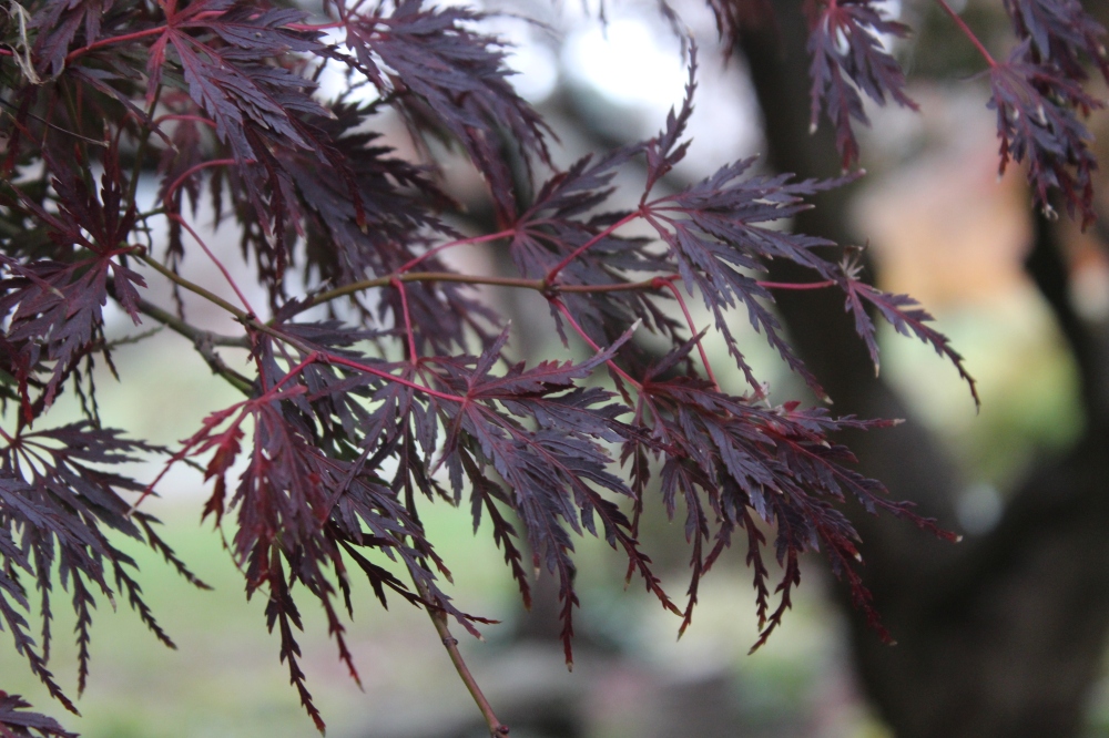 Leaves of Seriyu Japanese maple turn from green to burgundy in mid autumn, after many maples have gone bare. 