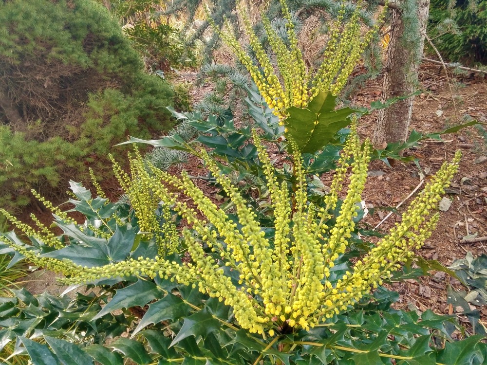 Charity mahonia has been a bit slower to flower in full sun. Racemes are longer than ones on Winter Sun, but this could be due to site conditions.