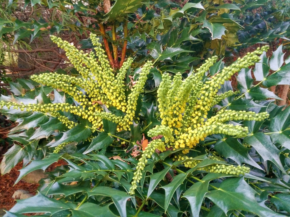 Winter Sun mahonia grows with an upright form, quite different from the late sinter flowering leatherleaf mahonia. 