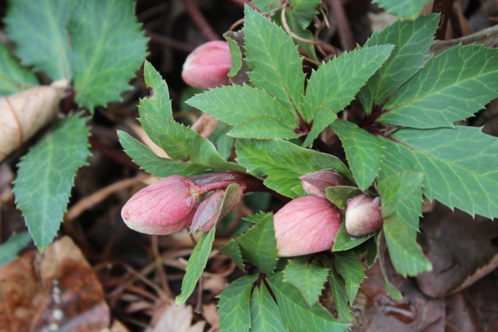 Hellebore
