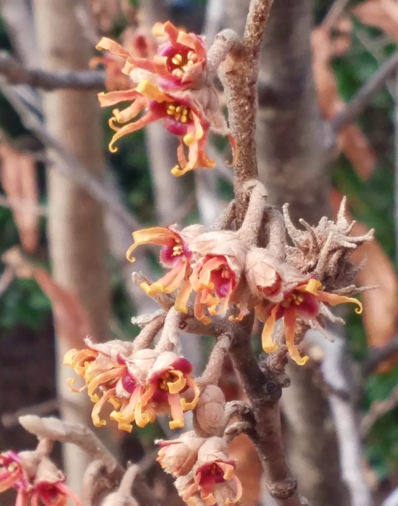 Vernal witch hazel in mid January