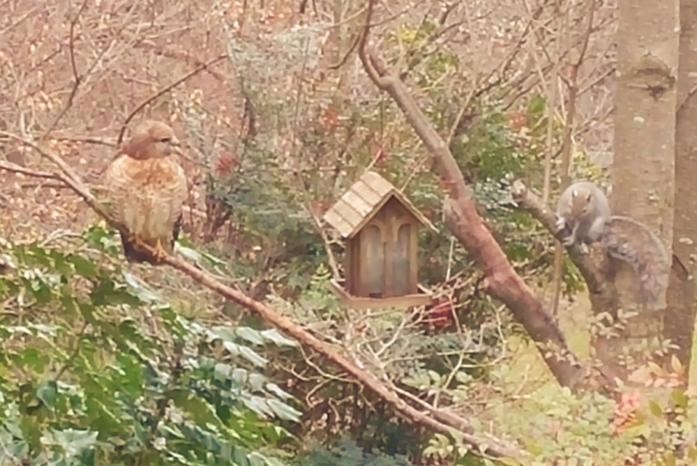 Hawk and squirrel