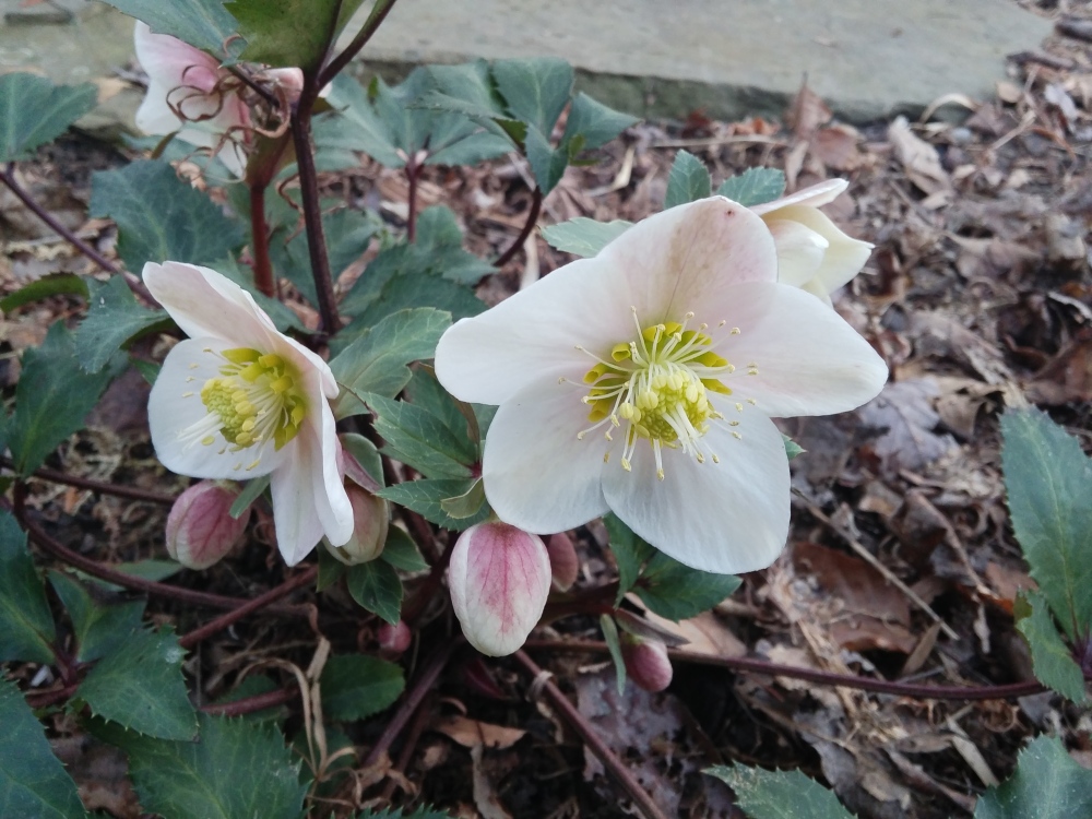 One of several hellebores beginning to flower the third week of January.