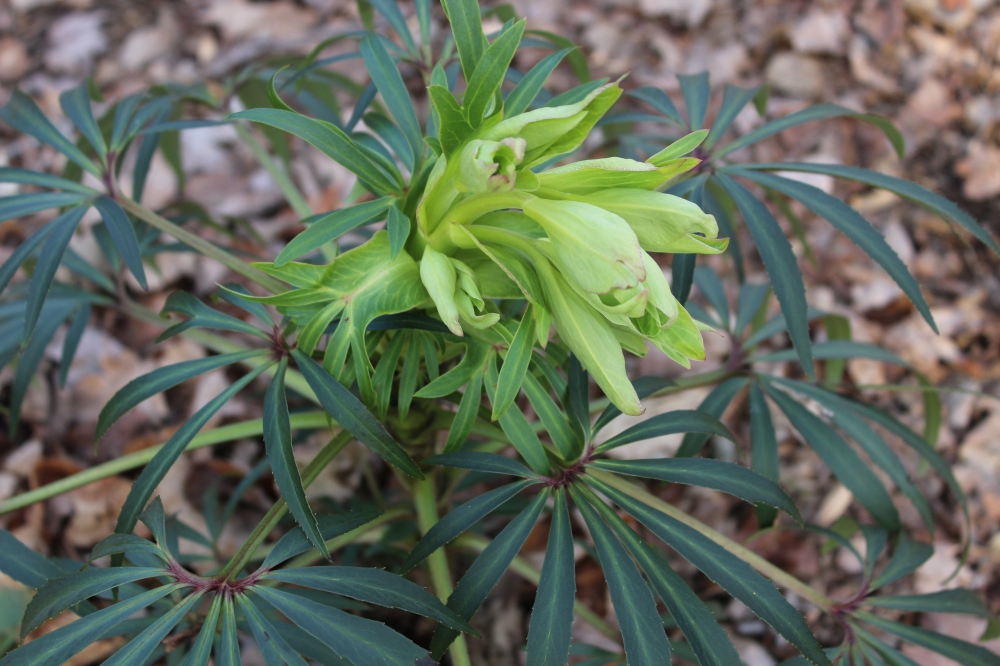 Stinking hellebore, Helleborus foetidus, is unusually early this winter, typically flowering in early spring. 