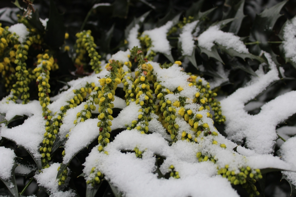 Winter Sun mahonia flowering under a cover of light snow in early January.