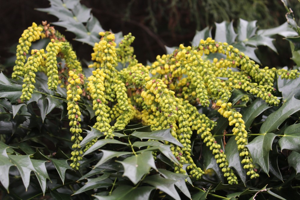 Winter Sun mahonia flowering in mid January.