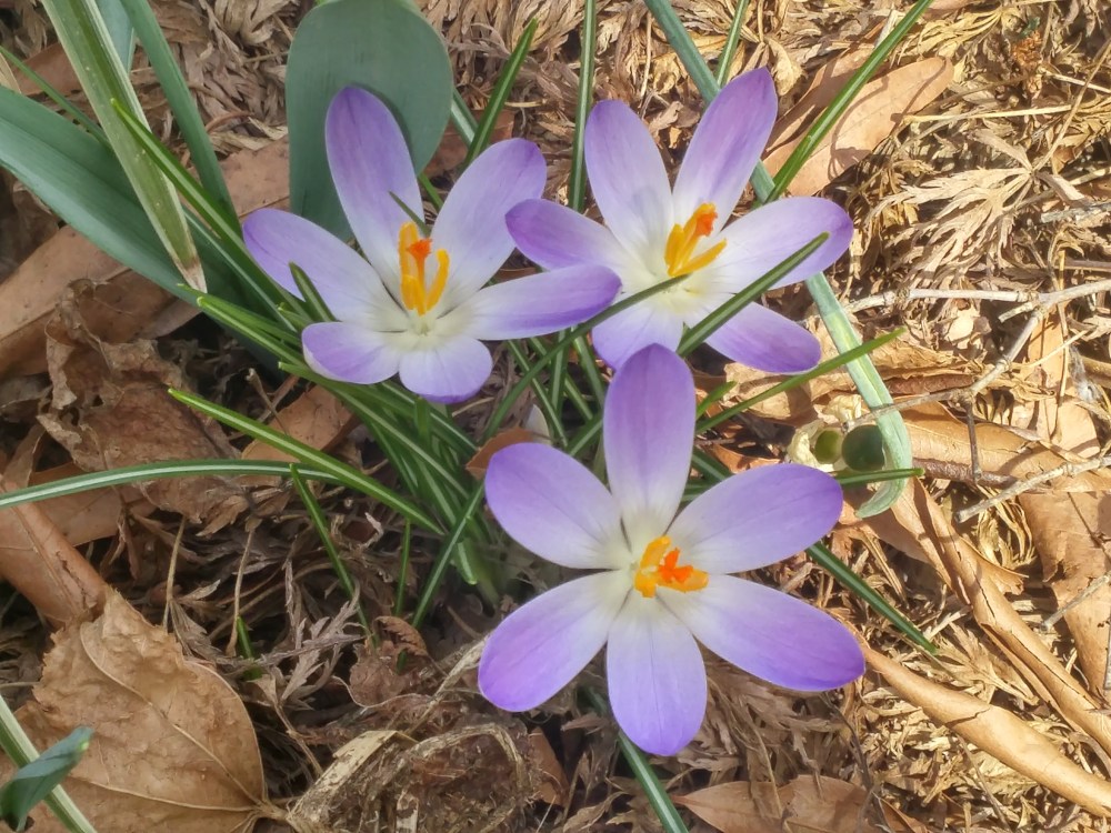 Crocus began flowering the third week of February.