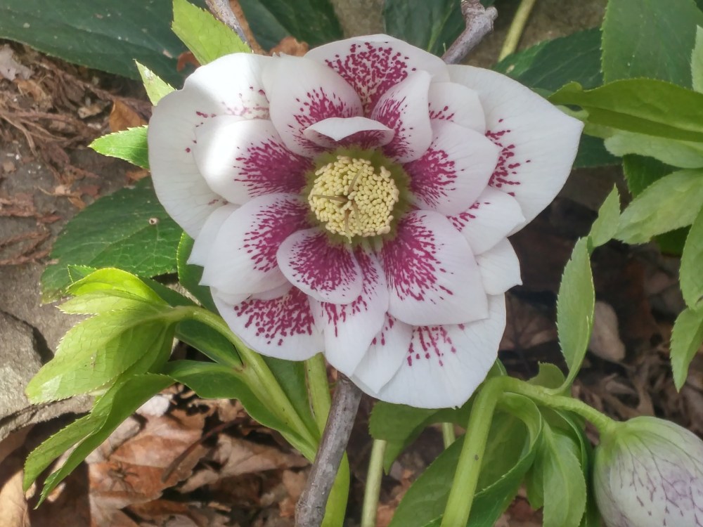 many hellebores began flowering in late January, which is only slightly early in this garden.