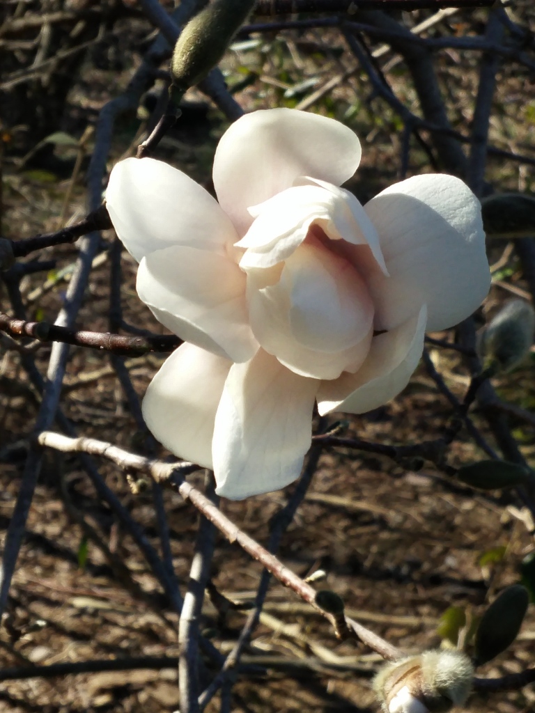 Early flowering magnolias were not damaged by 19 degree temperatures overnight. Tonight could drop to 16, so I'll anxiously check again tomorrow morning. There is nothing I can do to protect trees from cold injury, but of course I'd prefer to see flowers. 