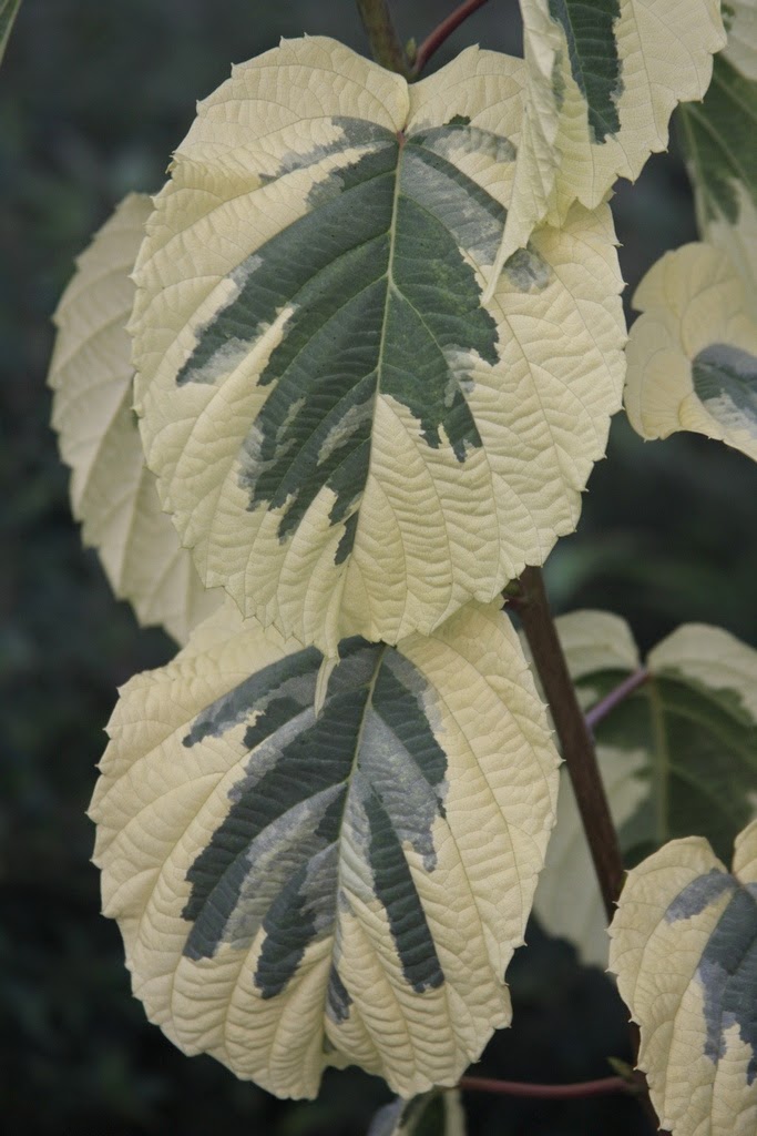 The variegated Dove tree is the only of three newly delivered trees that was dormant, though leaf buds are swollen.