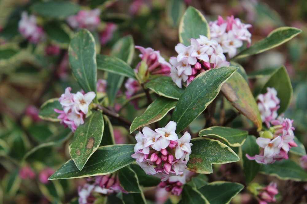Variegated winter daphne will occasionally flower in mid February, so flowering late in the month is not unexpected.