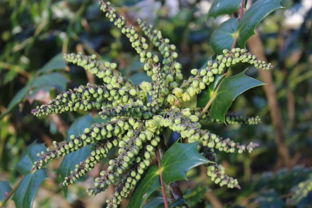 Typically, Leatherleaf mahonia begins flowering early in March, but with recent warm temperatures it began to show color by mid February.