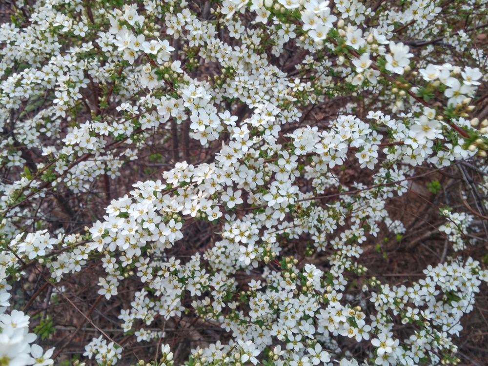 The early flowering Ogon spirea easily tolerates late freezes. 