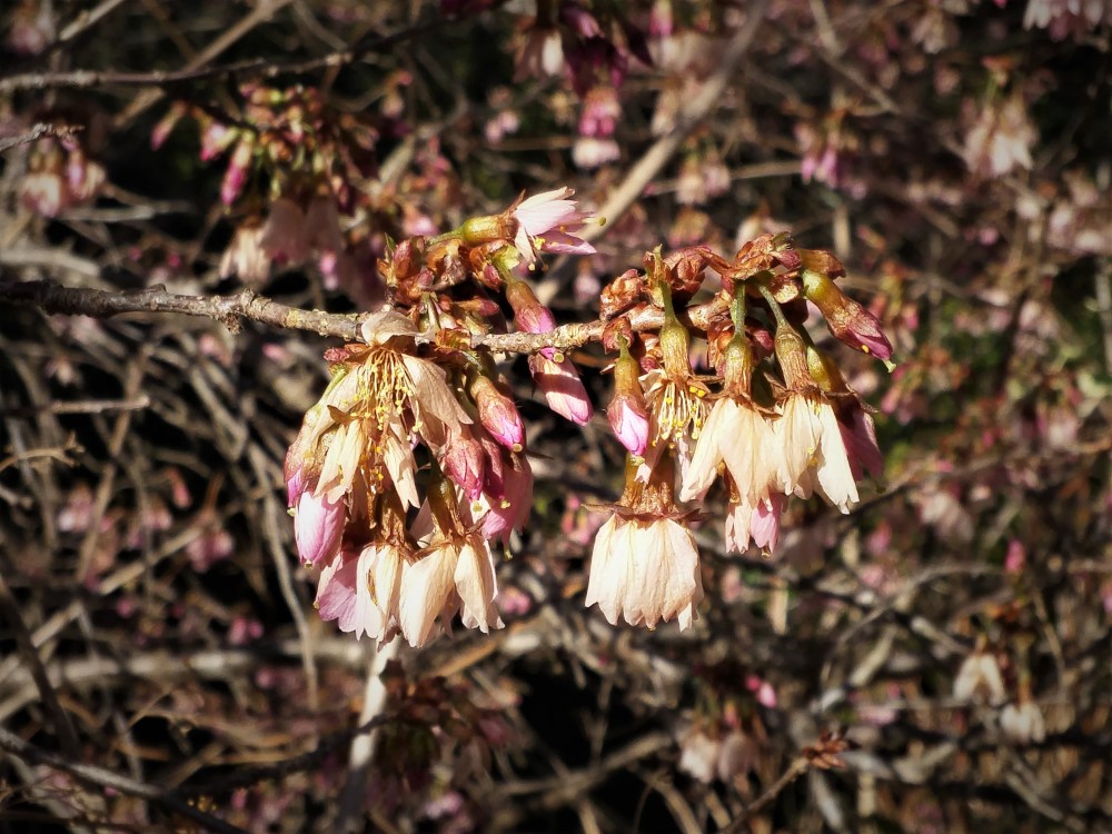 The early blooming Okame cherry is more tolerant of freezing temperatures than early magnolias, but the cherry's flowers were fully open and suffered more damage in this freeze.