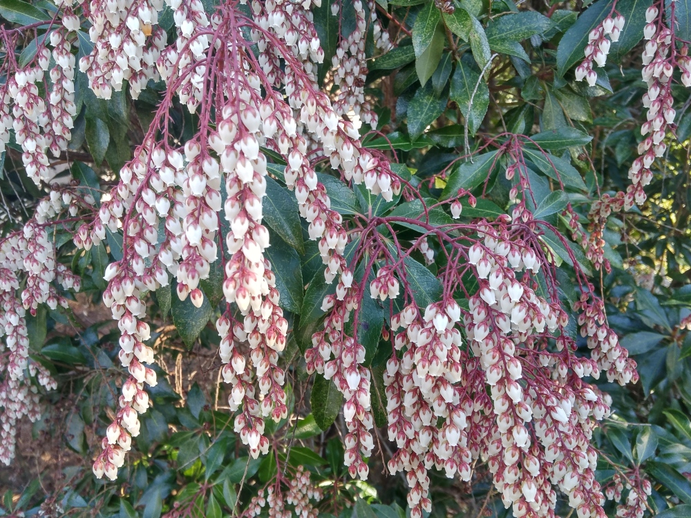 Flowers of Dorothy Wycoff pieris and other cultivars suffered no damage in the recent freeze. 