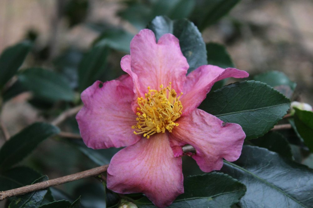 Winter's Star camellia