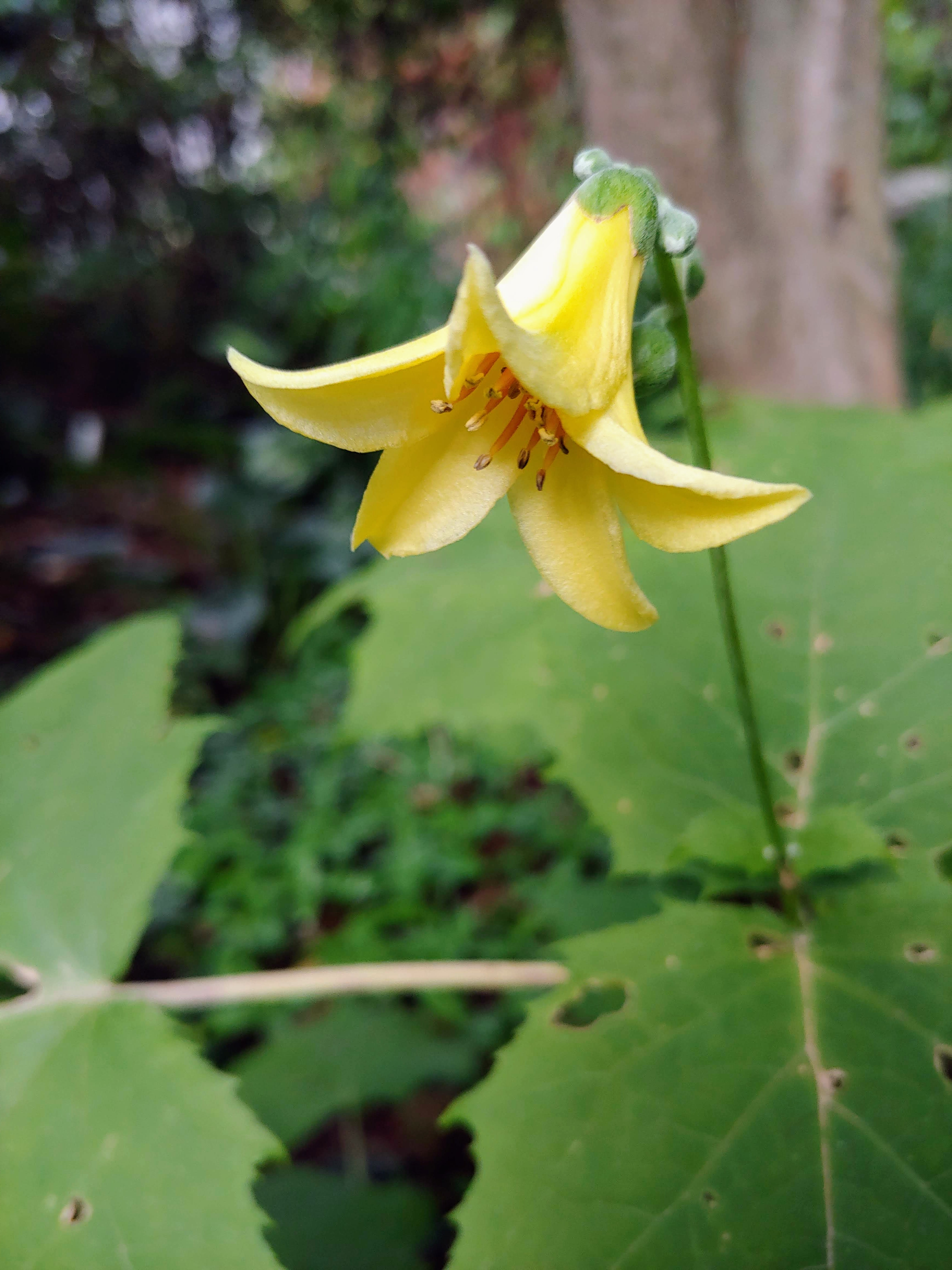Why this, or that – Ramblin' through Dave's Garden