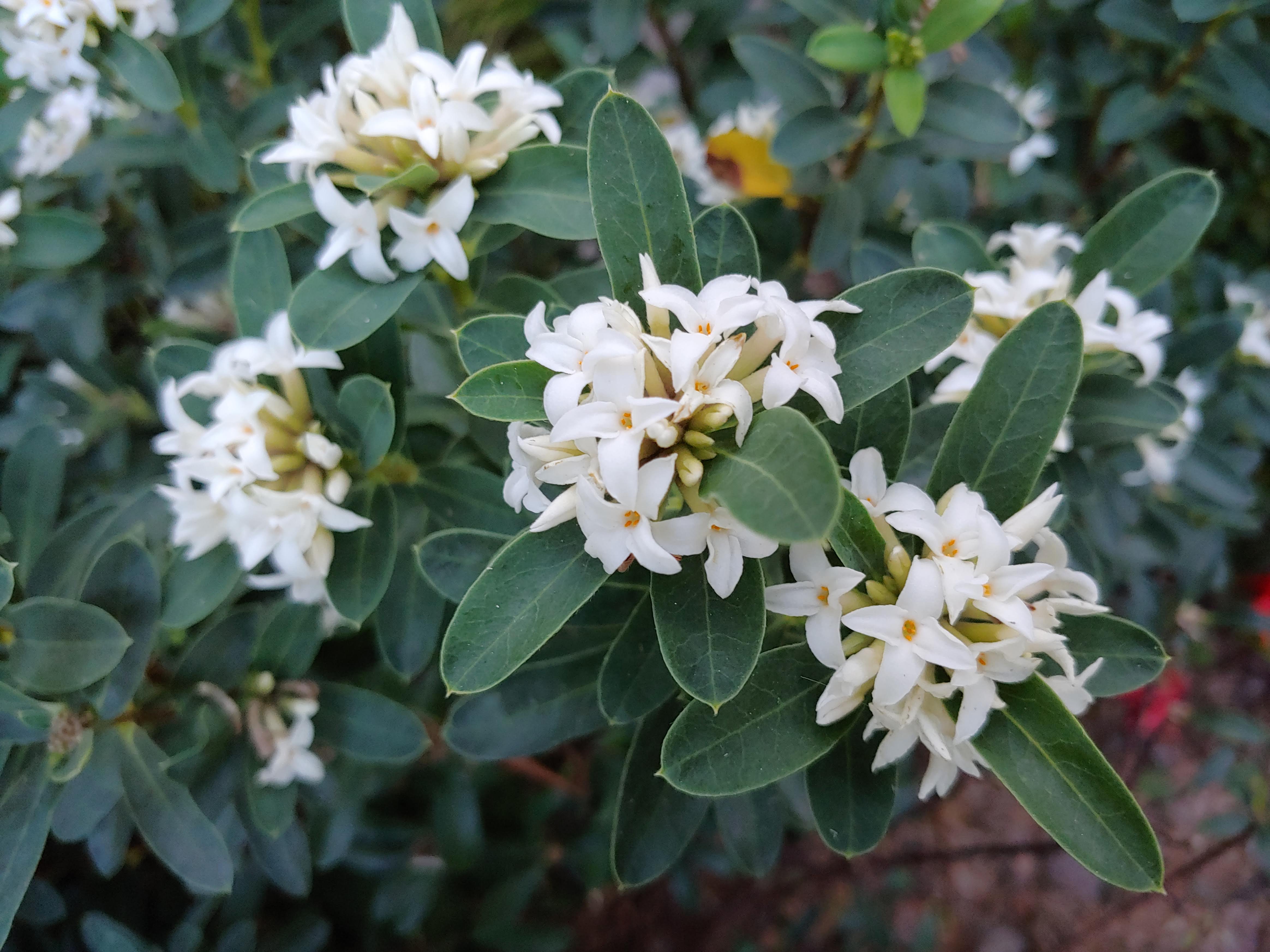 My small collection of daphnes – Ramblin' through Dave's Garden